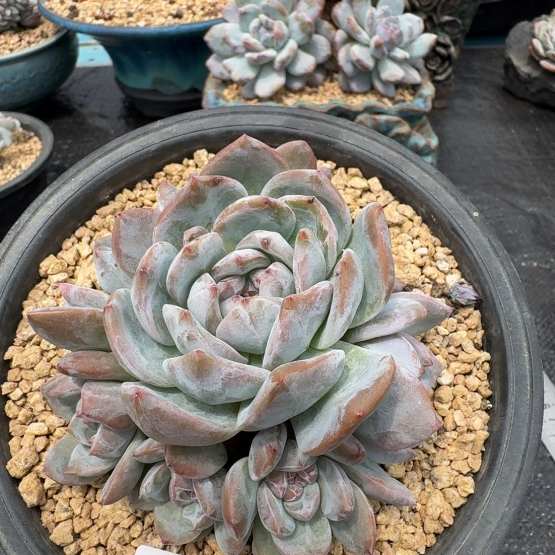 227石榴籽星影8头有颗11cm左右（满58包邮冷链）