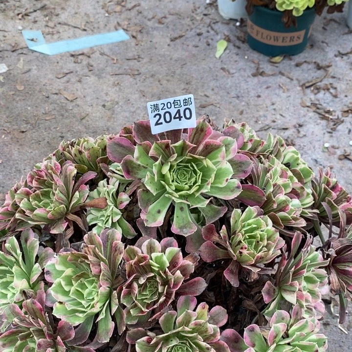 2040 一颗法师多肉