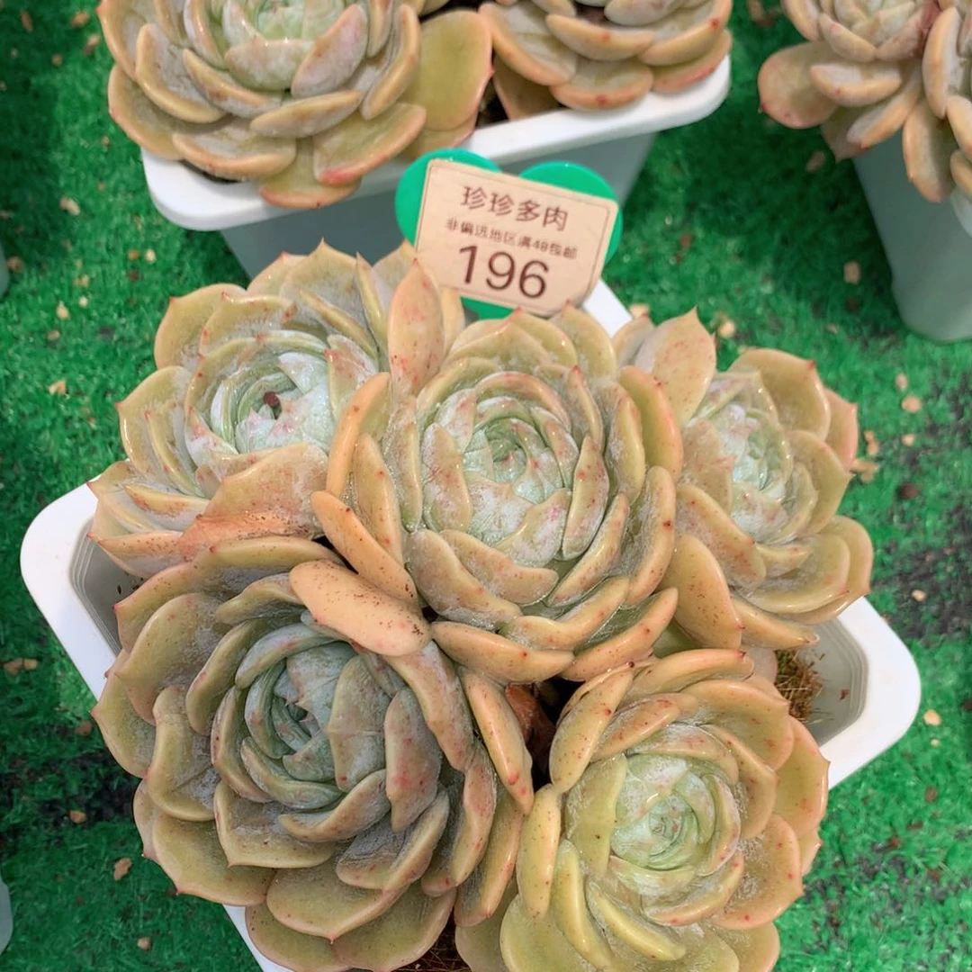 劳林老桩无砍平头196