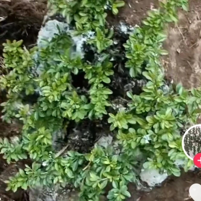 天然野生花卉盆景素材
