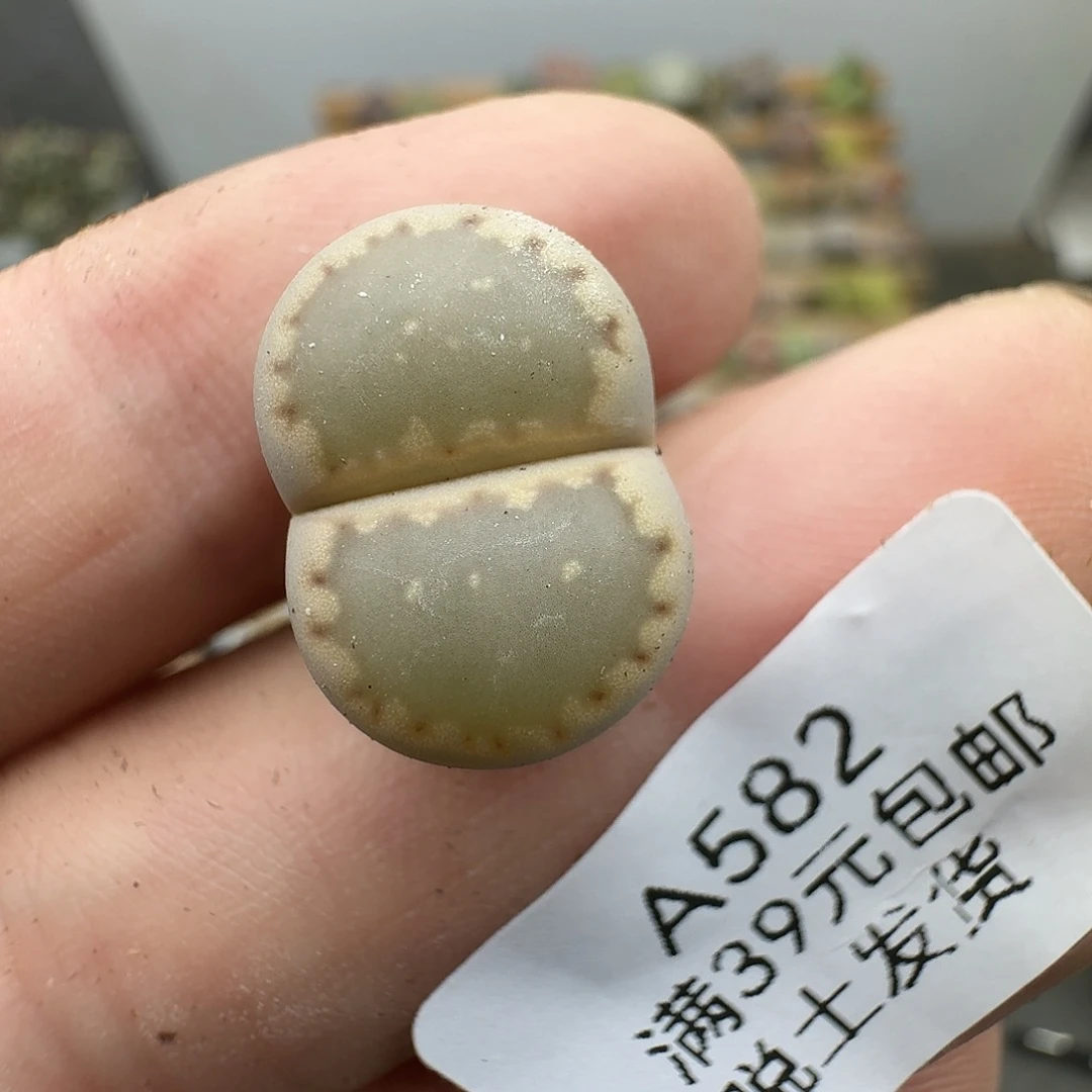 小****582多肉哈哈哈哈哈哈哈
