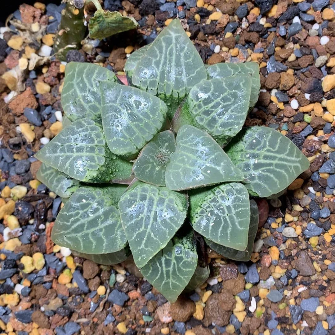 水晶康平101一物一拍