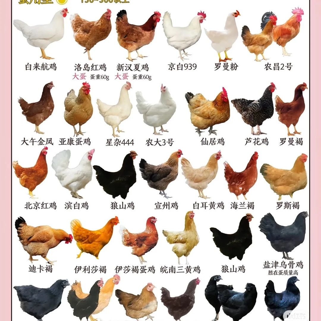 直播专用，一物一拍，家散养黄油老母鸡 肉质紧实新鲜