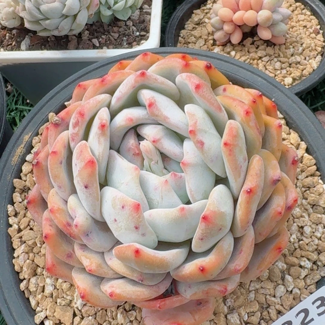 1823一物一拍（满28包邮