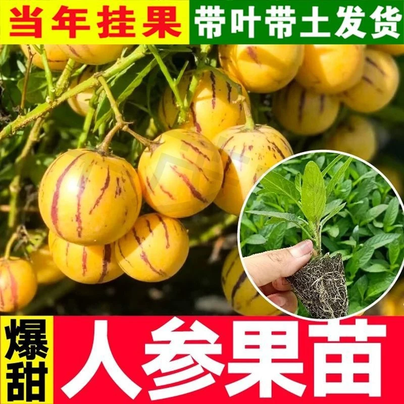云南人参果苗盆栽人生果苗菜苗水果阳台种植四季绿植