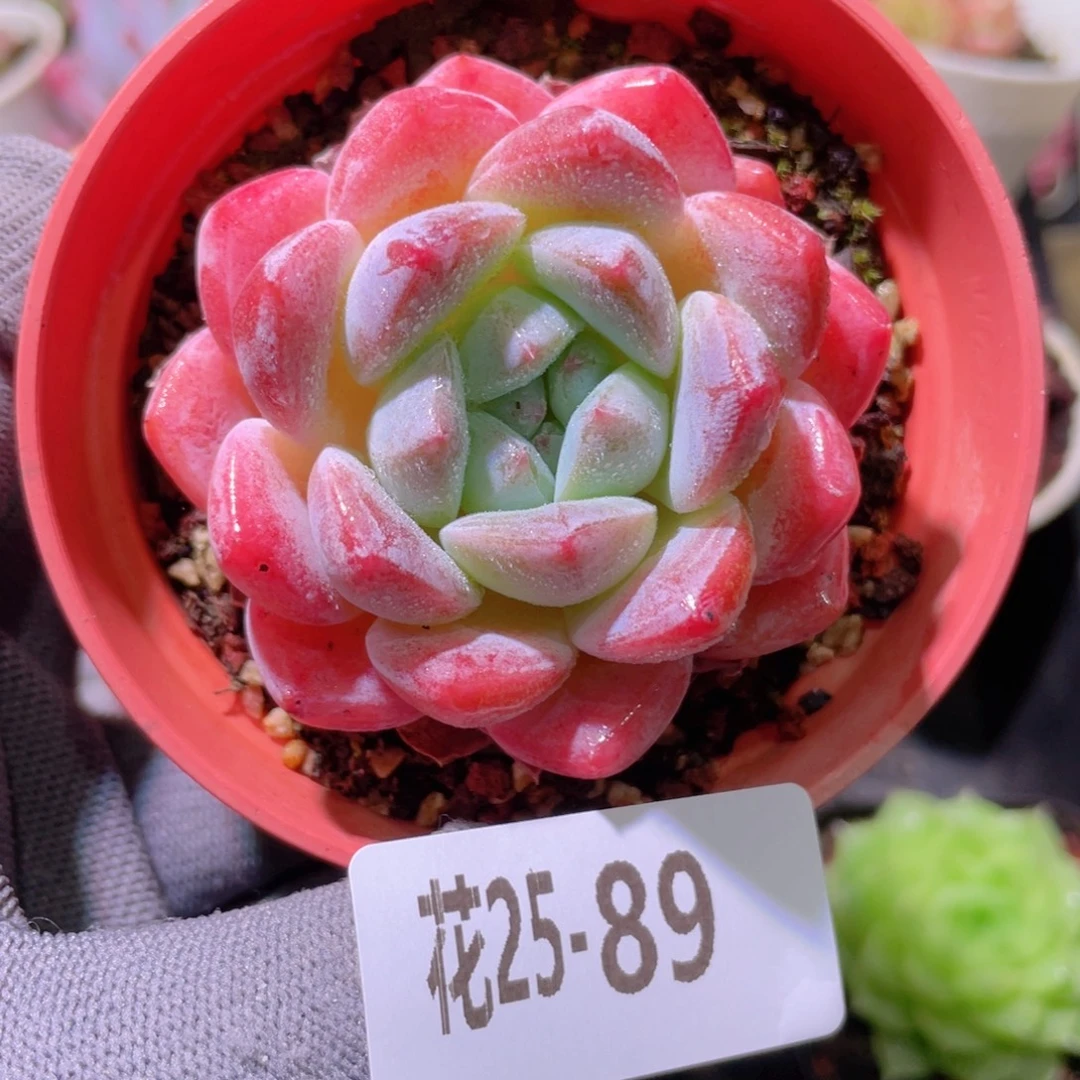 花利美25-89冰糖