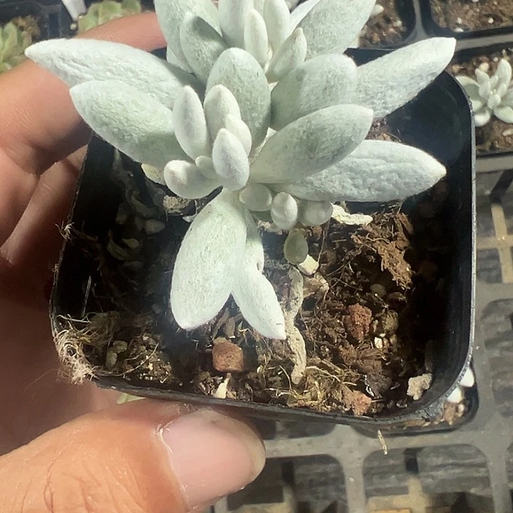 银月精品多肉植物大战