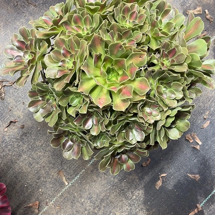 多肉植物粉女巫中班锦……