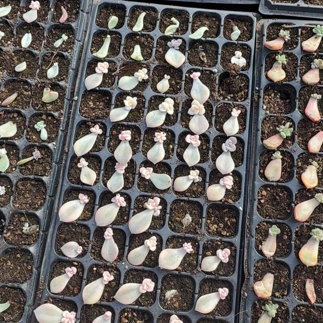 粉紫颗锦一筐多肉锦