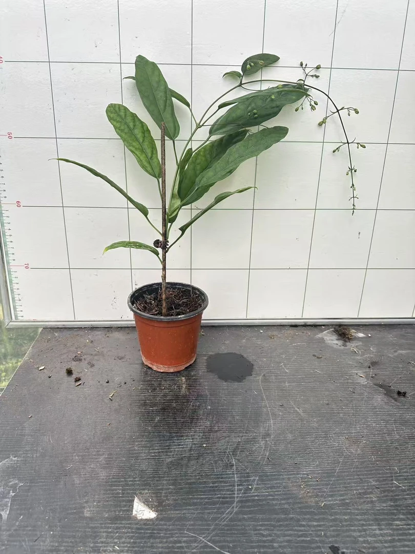 （俏妈专属）泰国垂丝茉莉白玉蝴蝶室内客厅好养盆栽