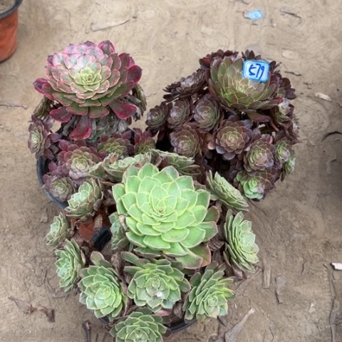 579多肉植物组合，
