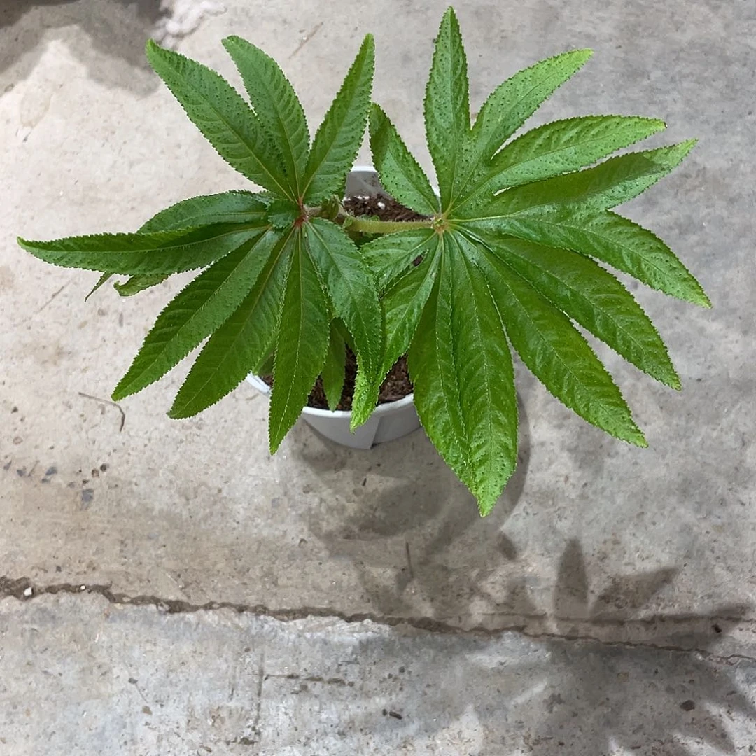 无花朵华丽秋海棠