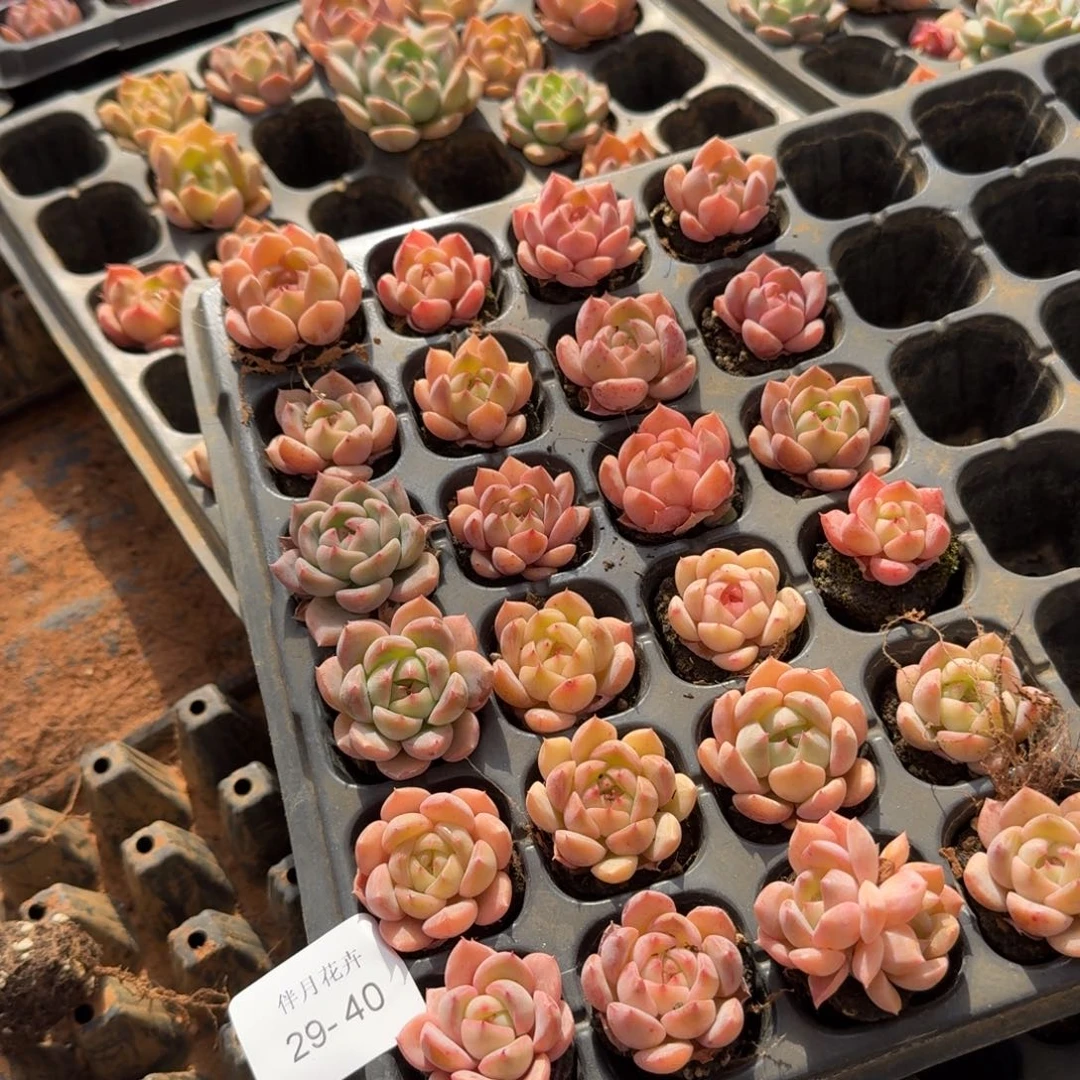 29-40珍妮二十四颗带穴盘发货侧门右一