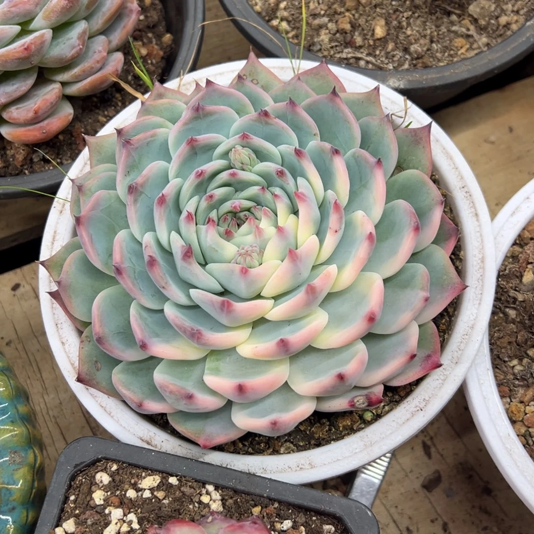 吉娃娃锦 夏鸣园艺