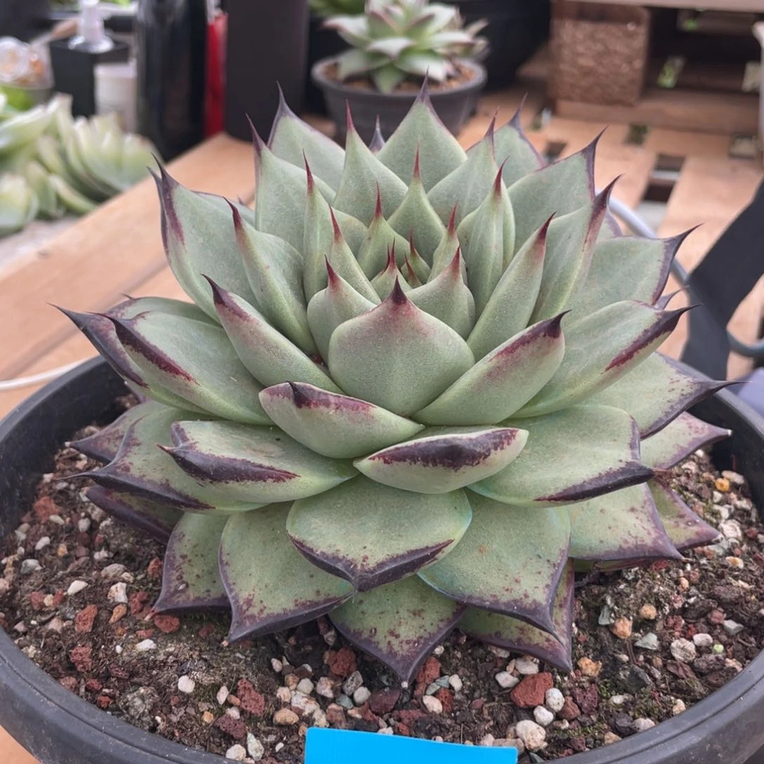 多肉植物多肉植物2209