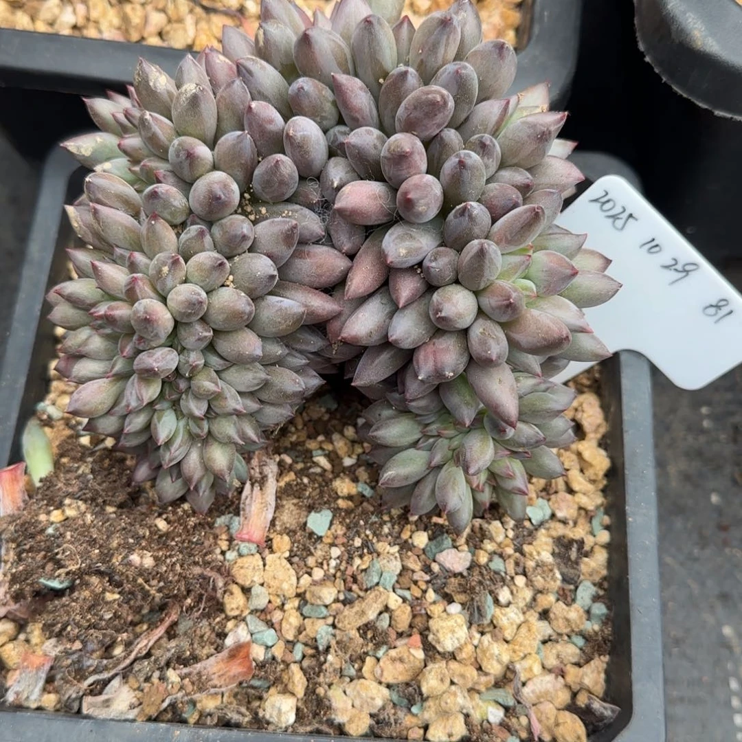 一物一拍胖体虞美人缀化81