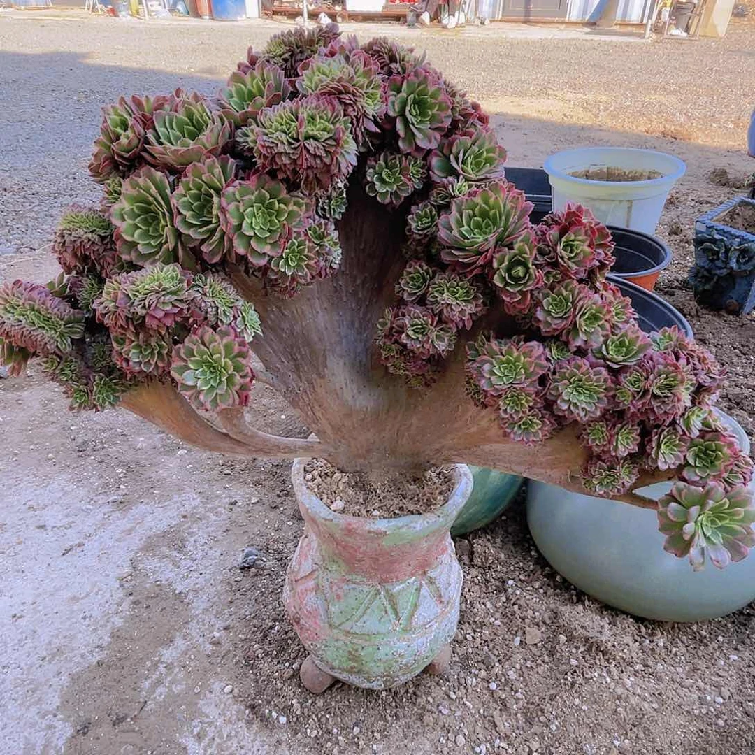 【闪购商品】无花朵朝霞