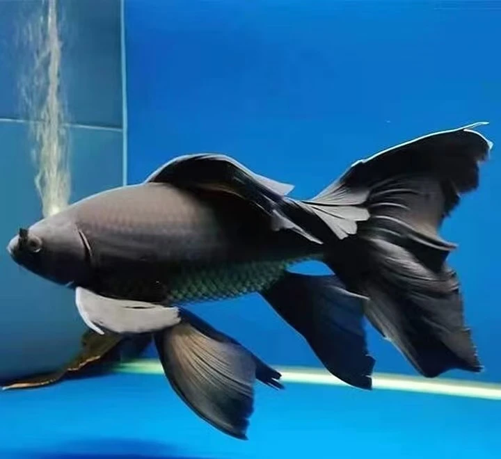 精品黑色短身蝴蝶鲤15-18公分