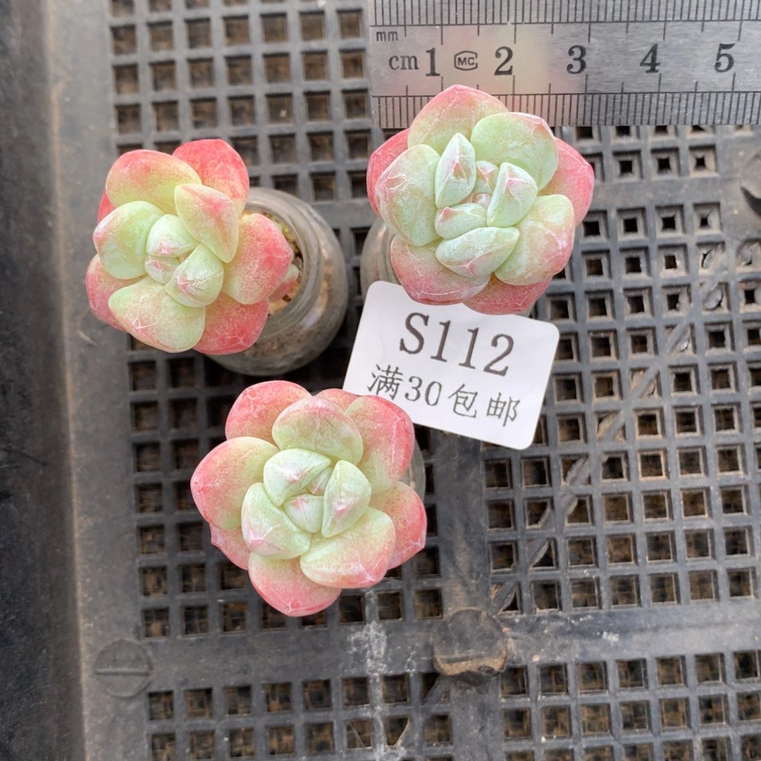 月****112。长腿玻璃瓶冰玉。