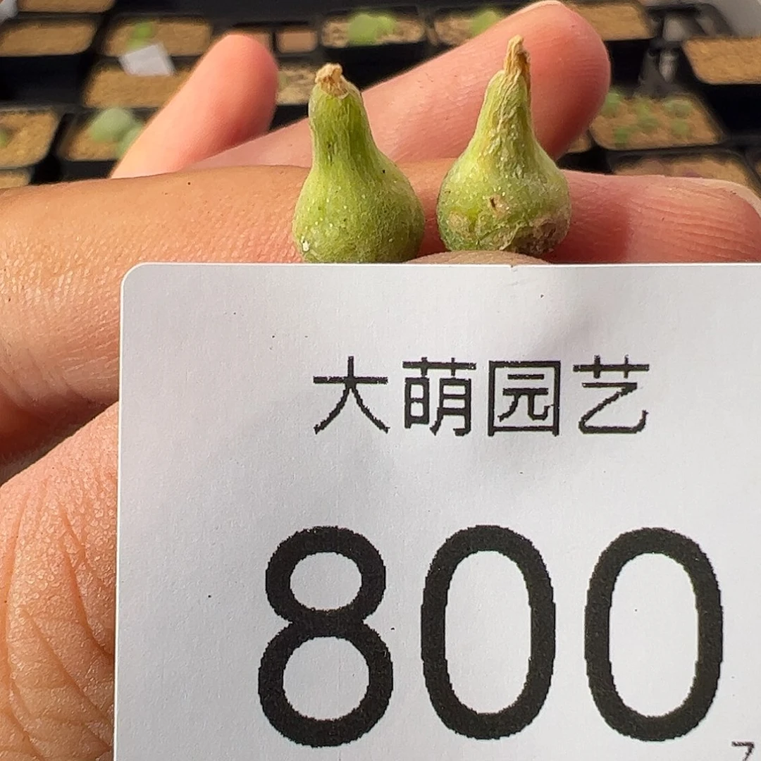 0000800 一物一拍……