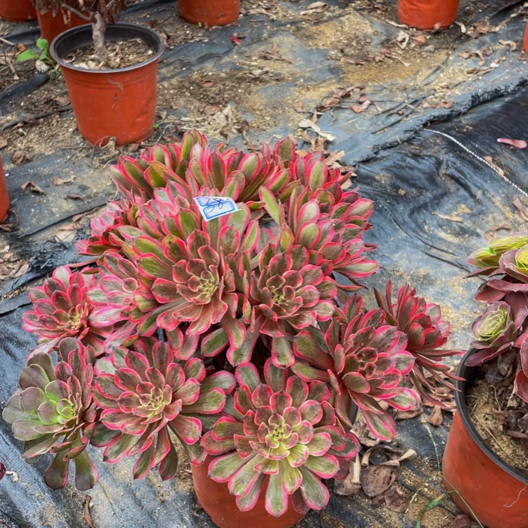 懒***觉38鲜花老桩紫霞仙子