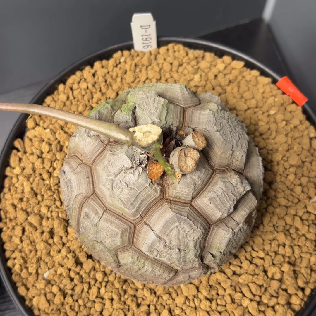 精品盆栽养定的龟甲龙1916号