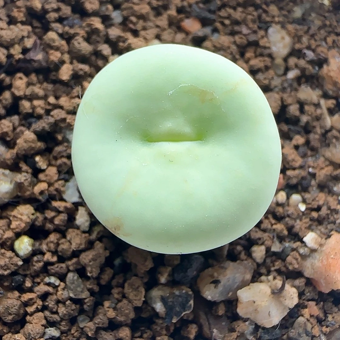 嘟嘟红嘴。 37281