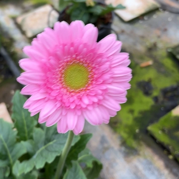 原盆原土一加仑非洲菊冰玉