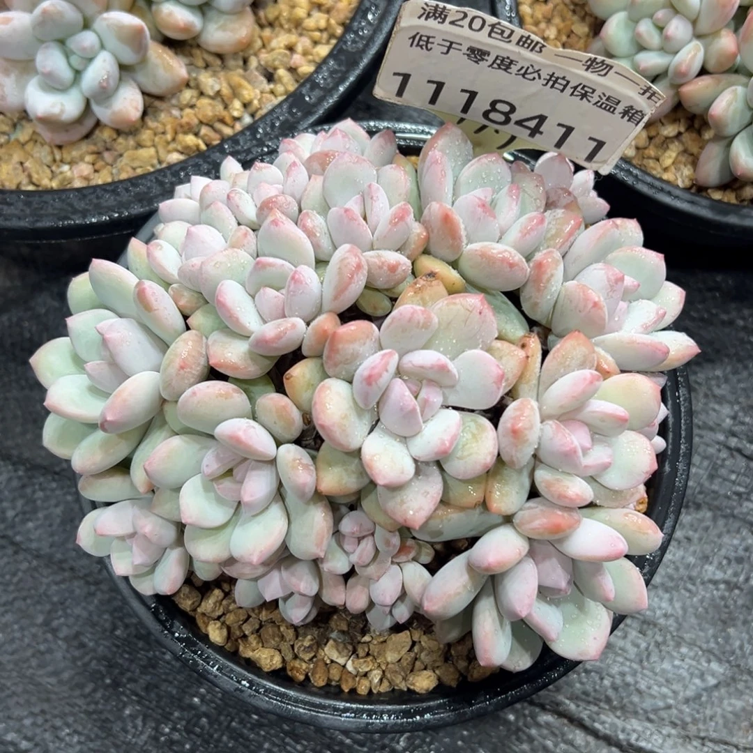 1118411 拉思雨群生平头老桩