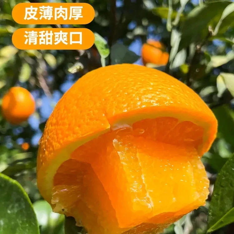5斤装雷波脐橙多汁水应季精选礼盒送礼四川大凉山新鲜采摘现橙子