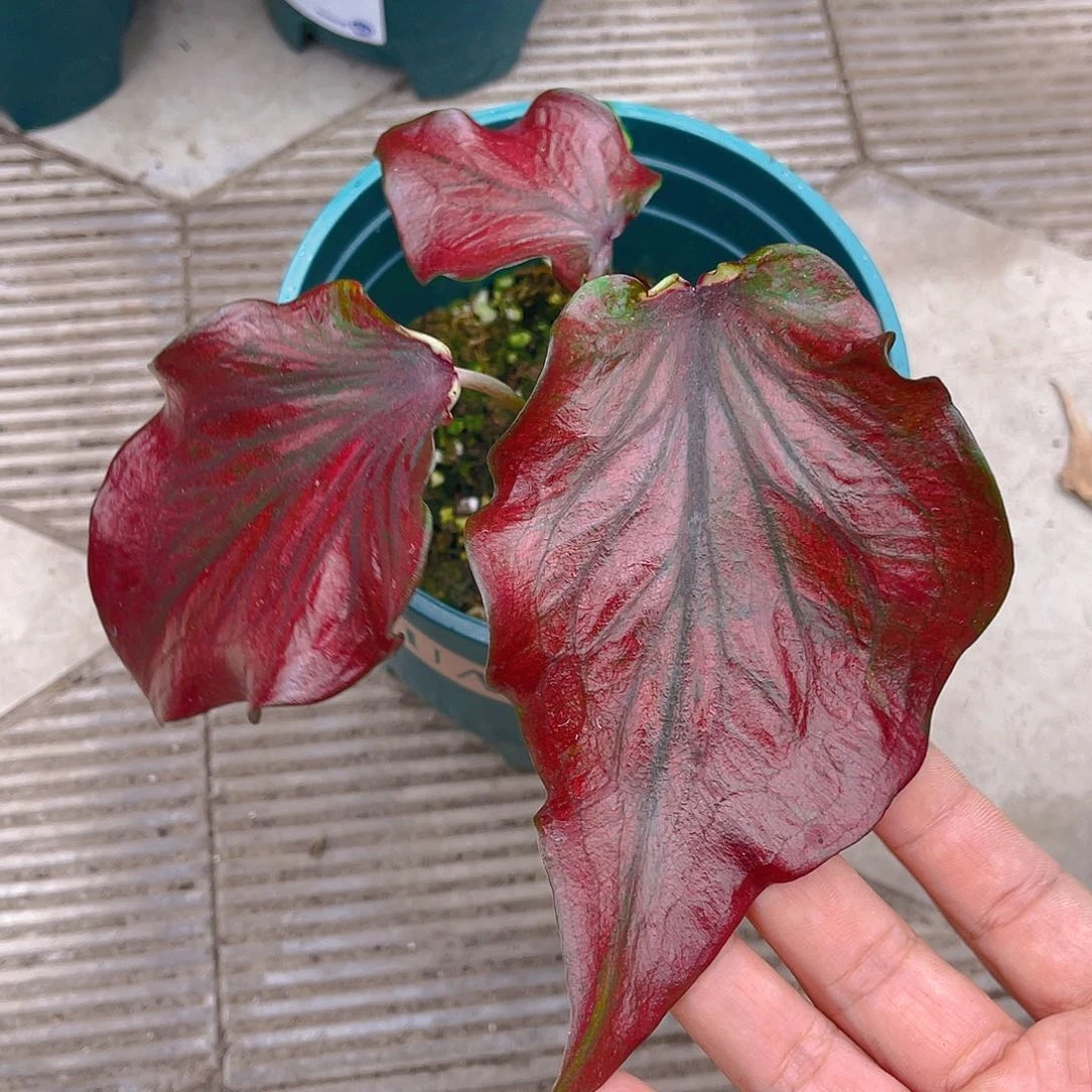 完全开放泰彩一物一拍768