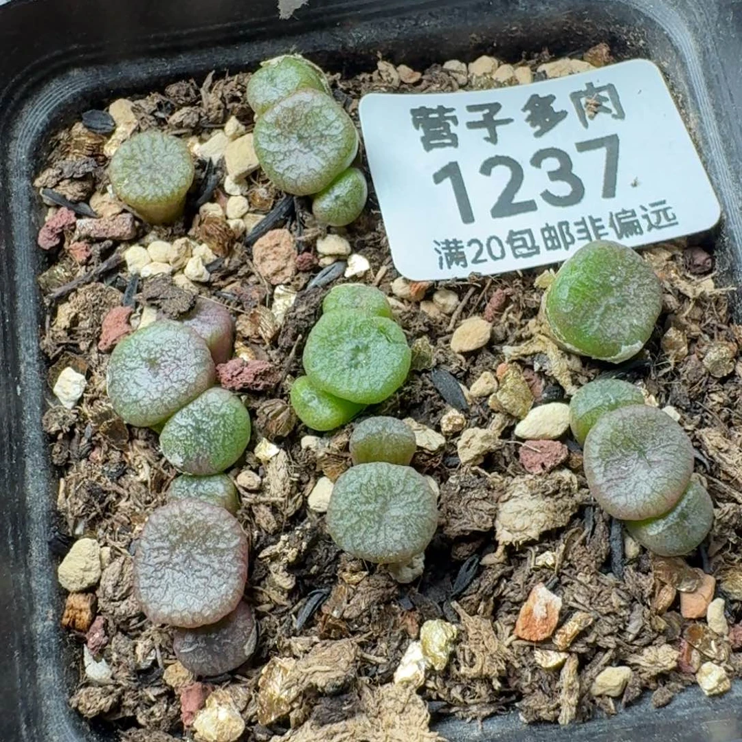 铜壶带盆土