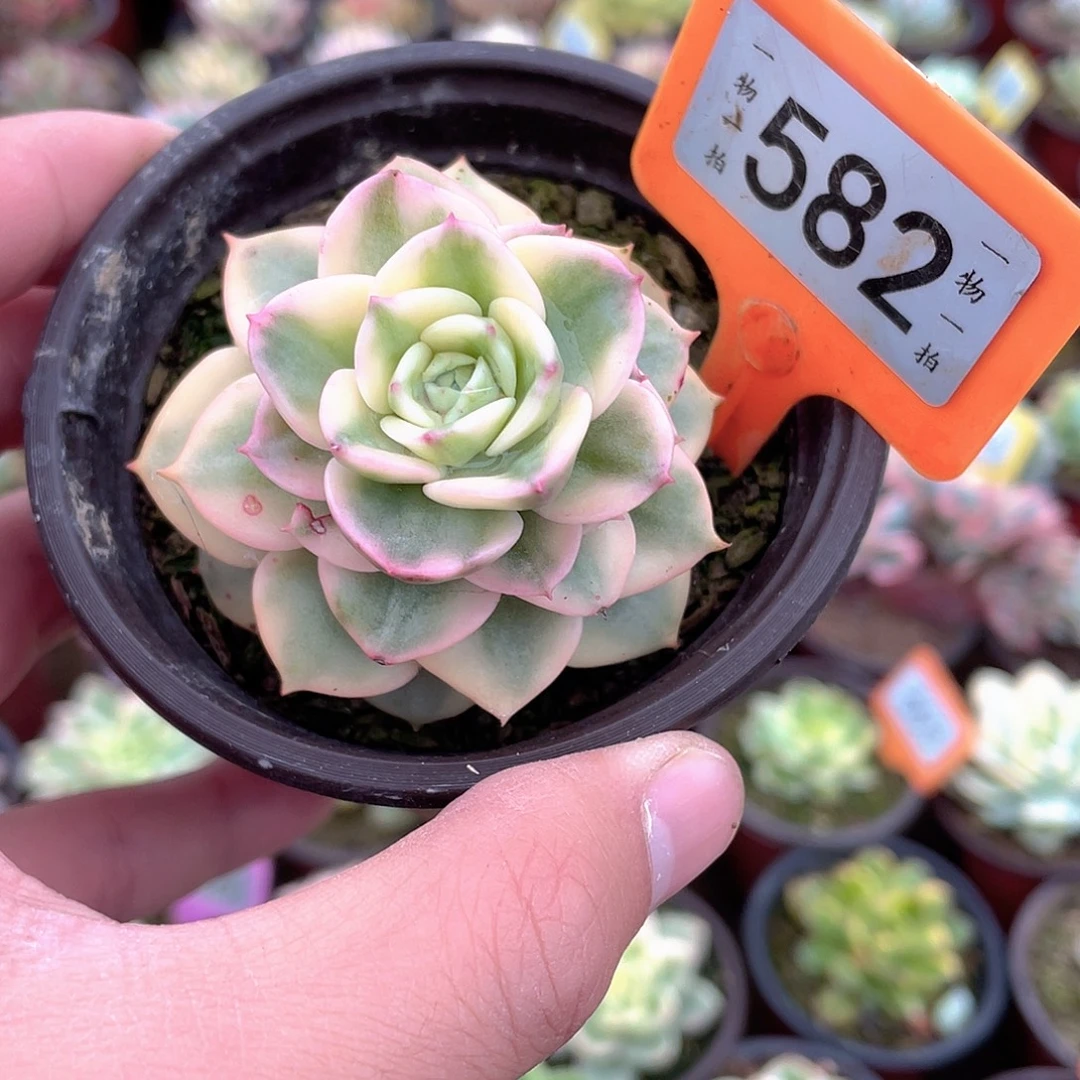 582号蜡牡丹锦多肉