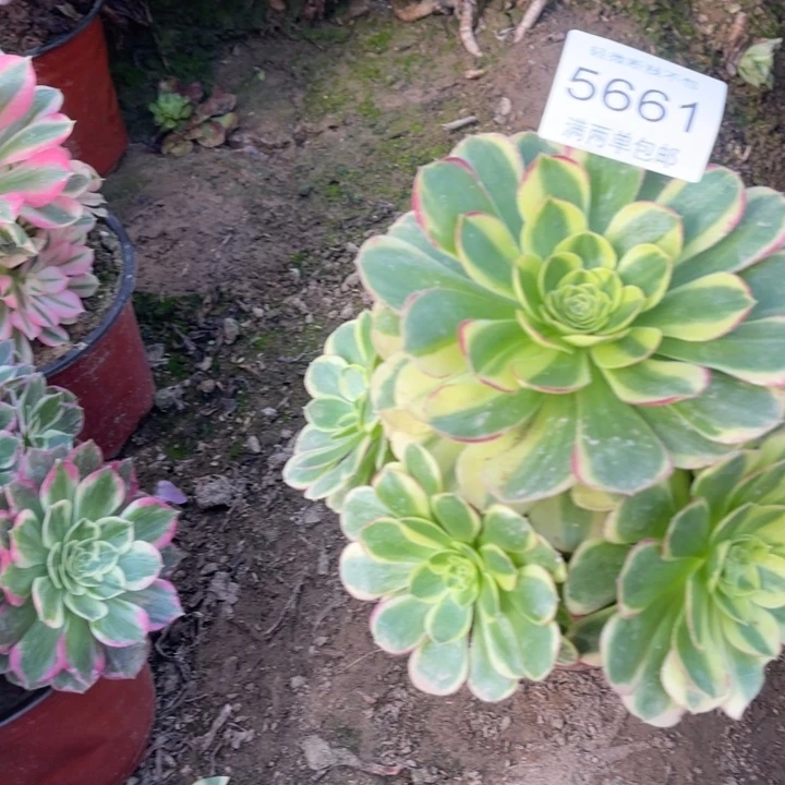 5661奶白的人多肉的