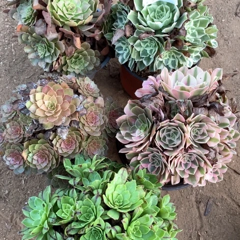 593五颗法师多肉植物