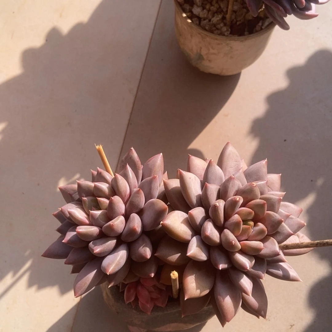 多肉多肉单头多肉多肉