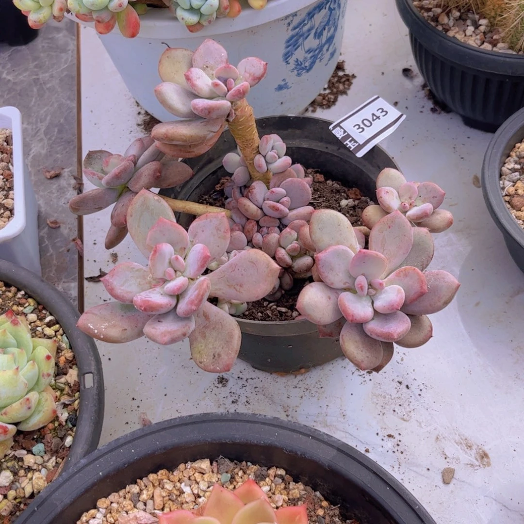 灰姑凉多肉植物3043