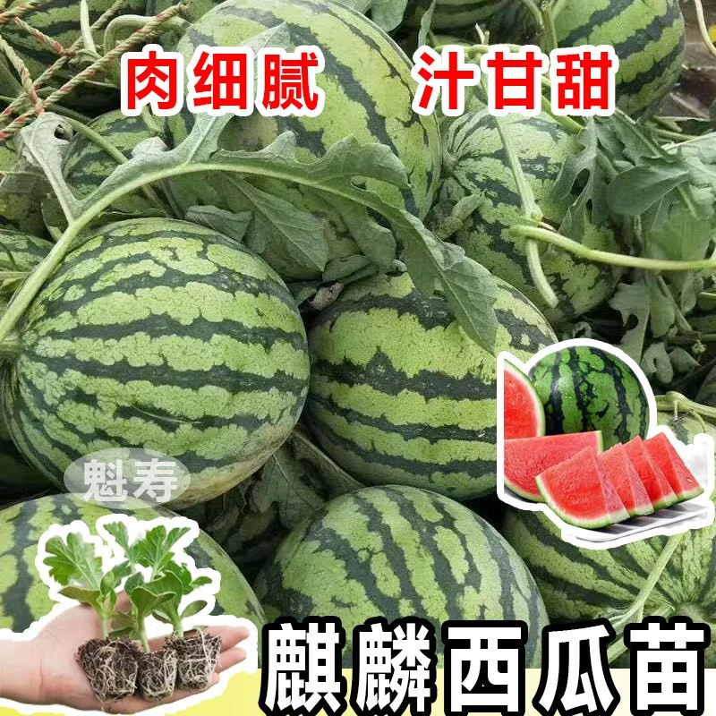 特大冰糖麒麟西瓜苗秧苗种子嫁接苗懒汉西瓜黄心西瓜春天阳台蔬菜