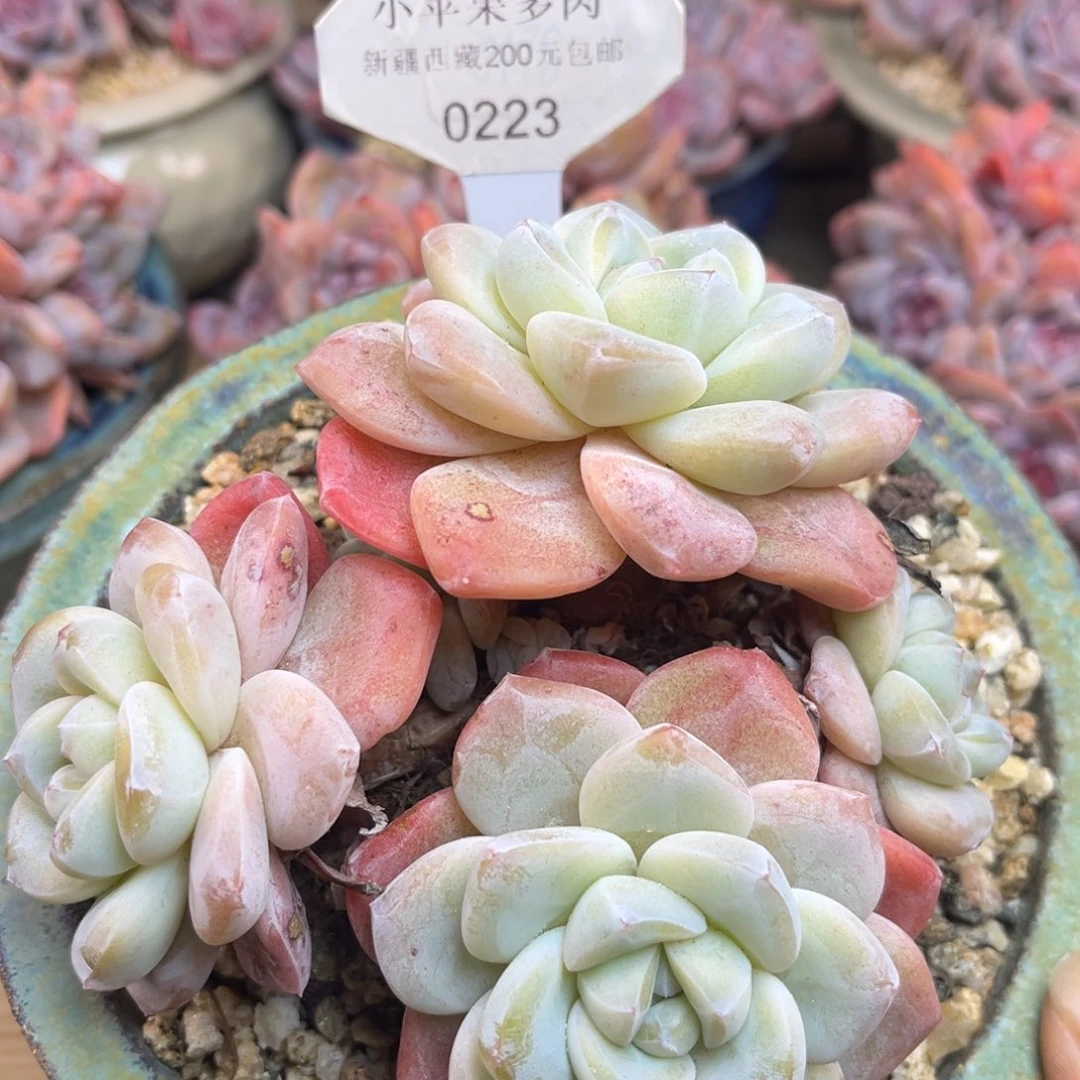 冰玉233/12cm5头多肉