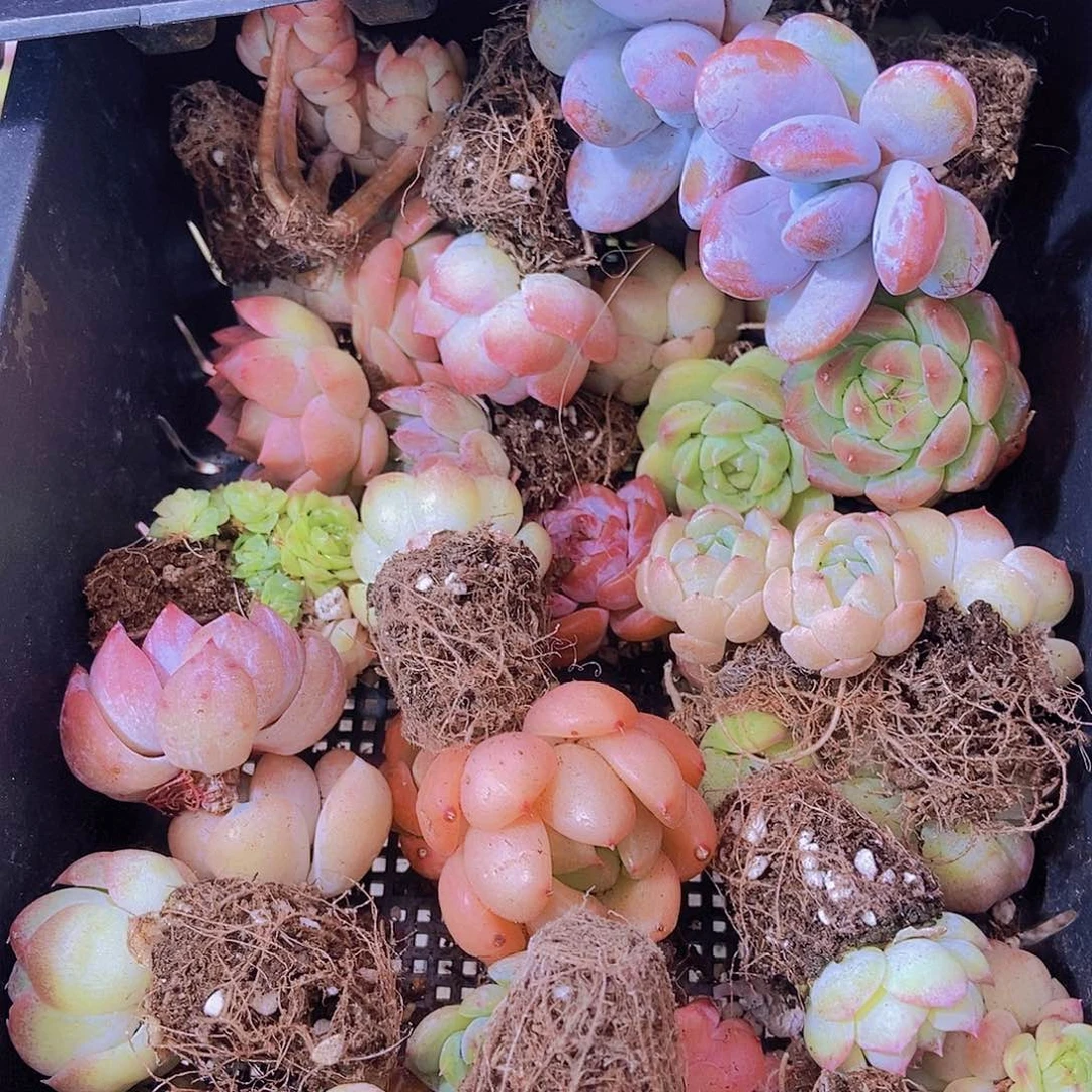 00000001量拍保底20颗