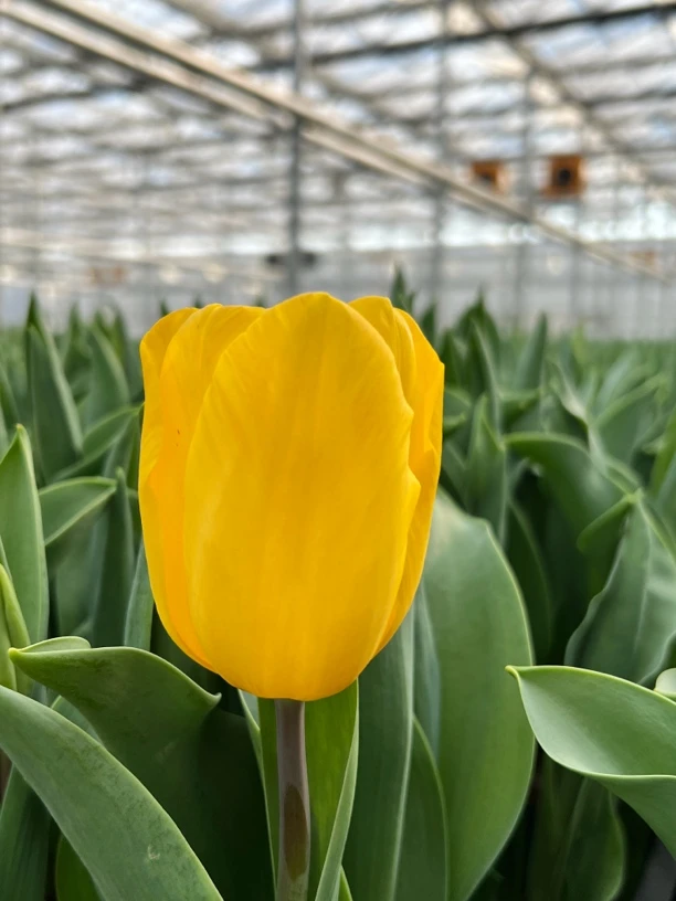 纯金-郁金香5度球5颗装