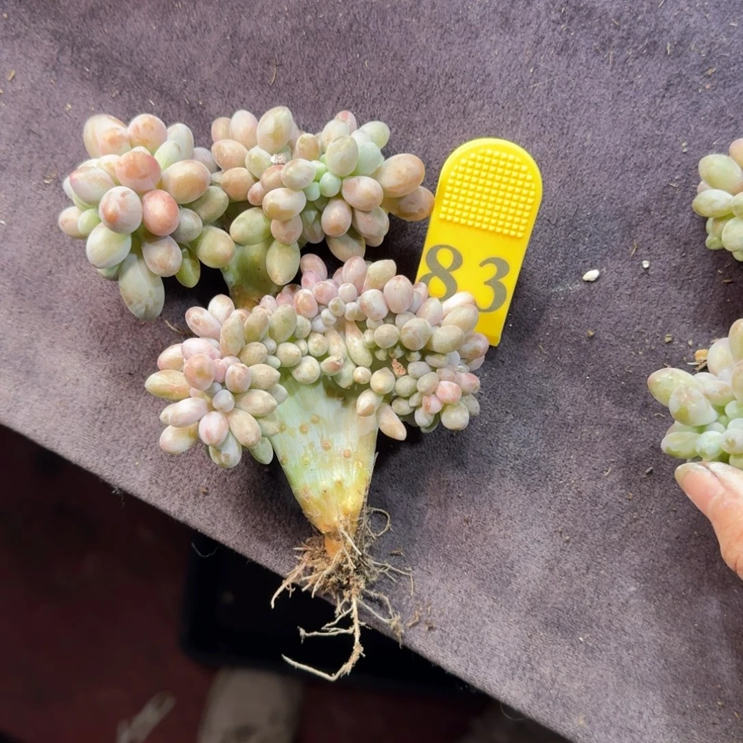 两颗汤圆缀化一物一拍83