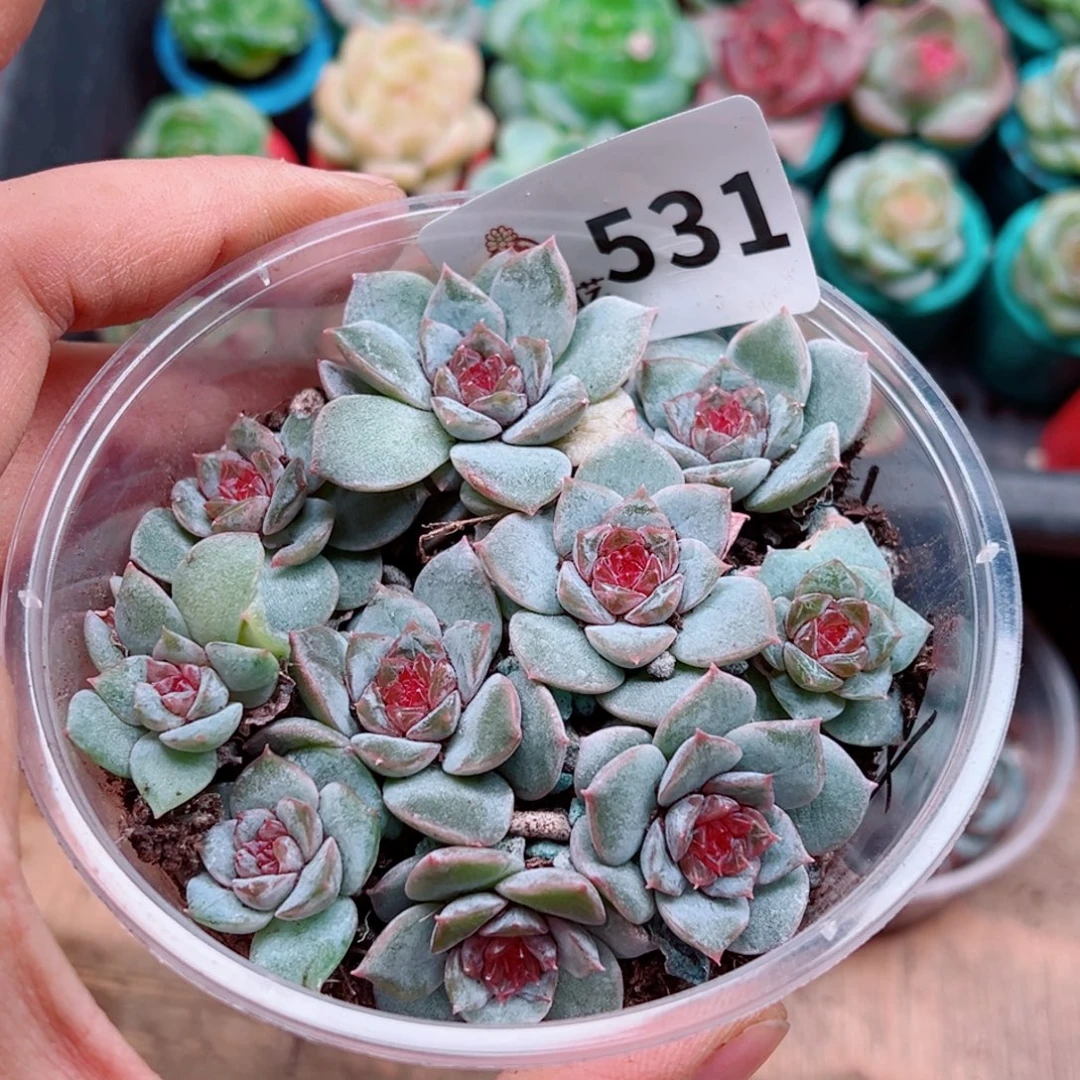 多肉植物多肉植物