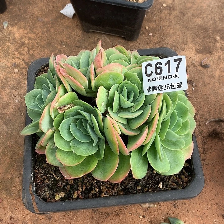 杂交朵朵大板子 617 满百送可爱玫瑰缀化