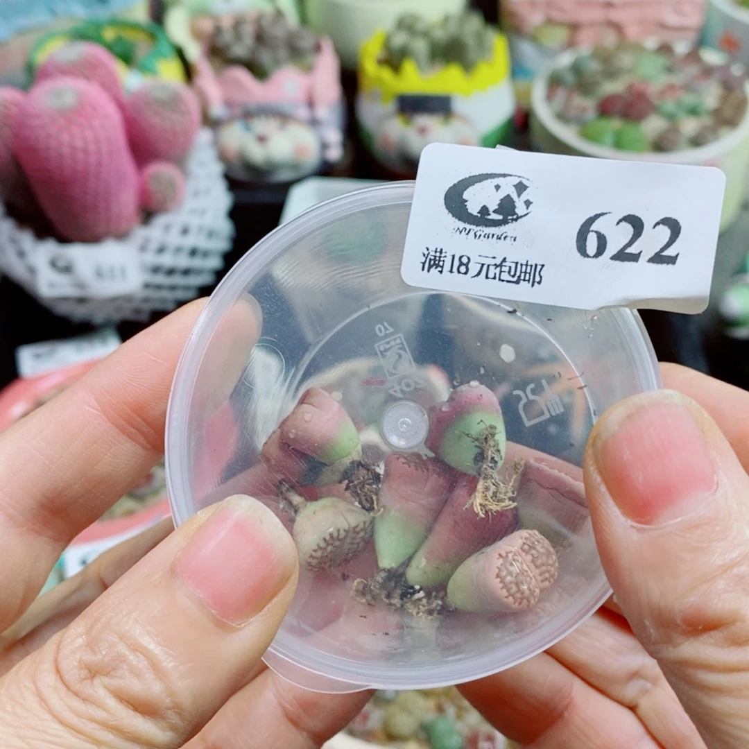 倪***妮生石花花花花花花花花622