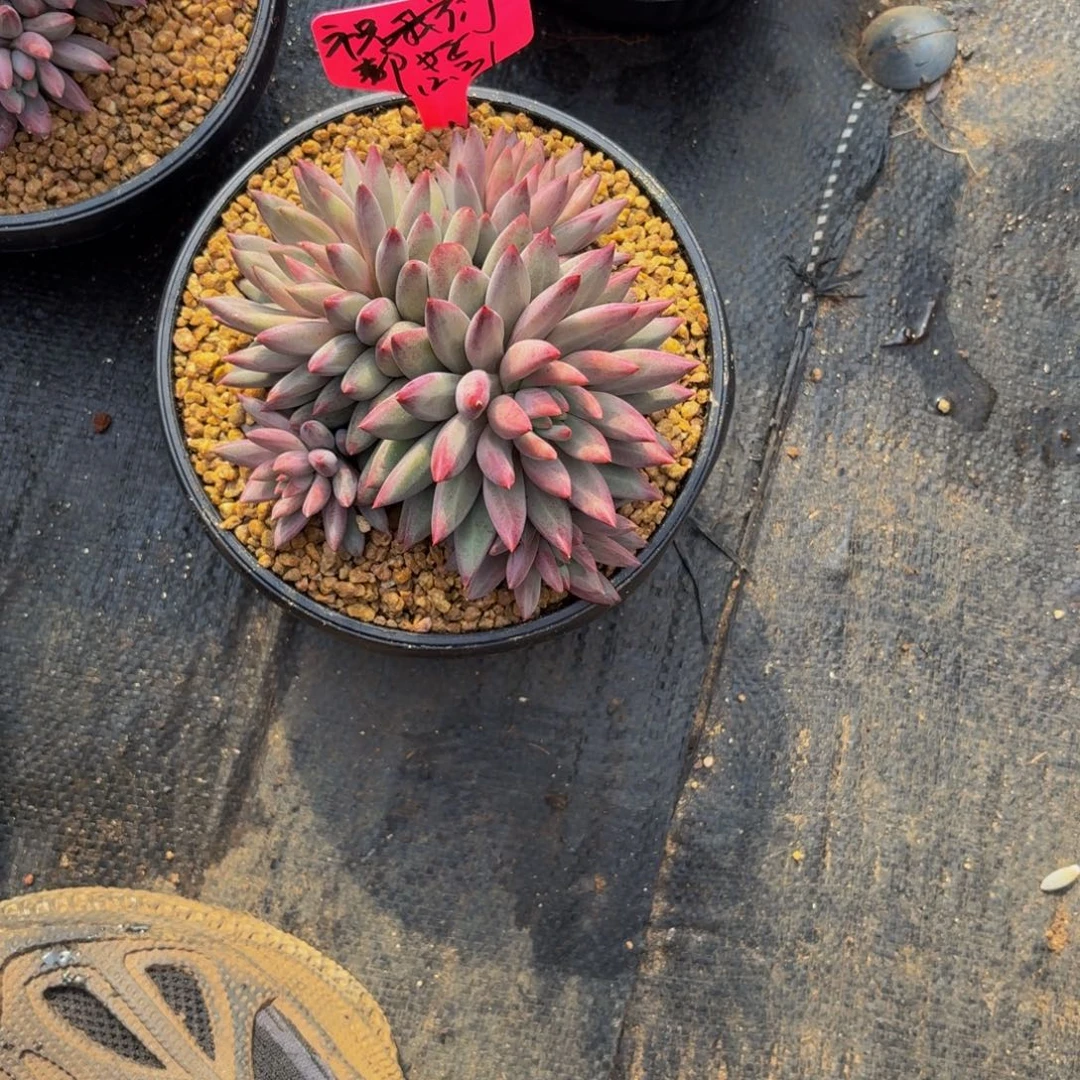 祝***好虞美人多肉美美哒的