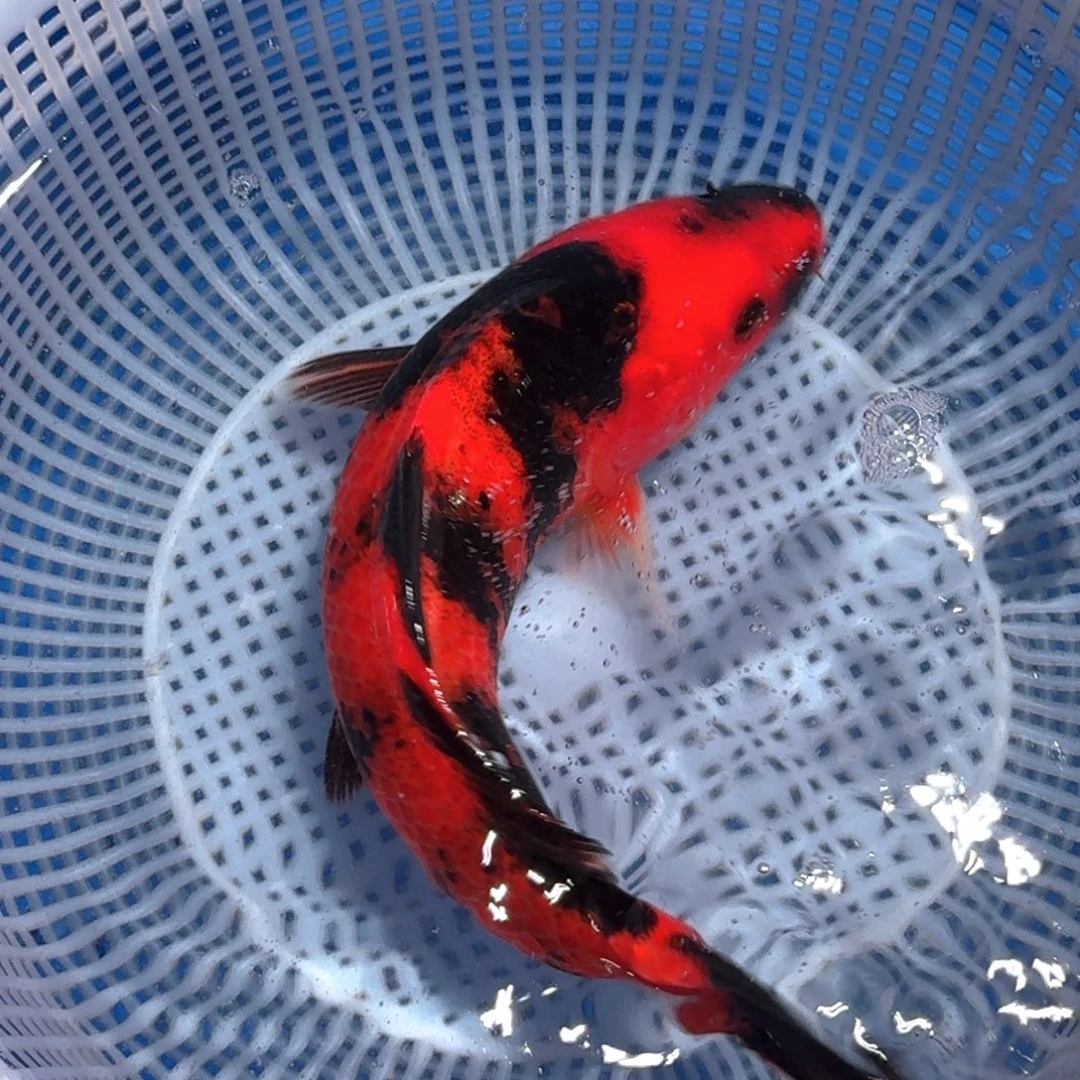 锦鲤精品甄选血统锦鲤
