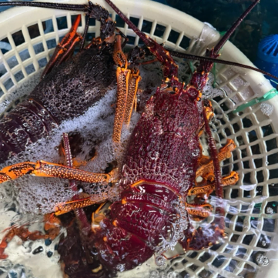 澳洲龙虾，现称，活发不保活,