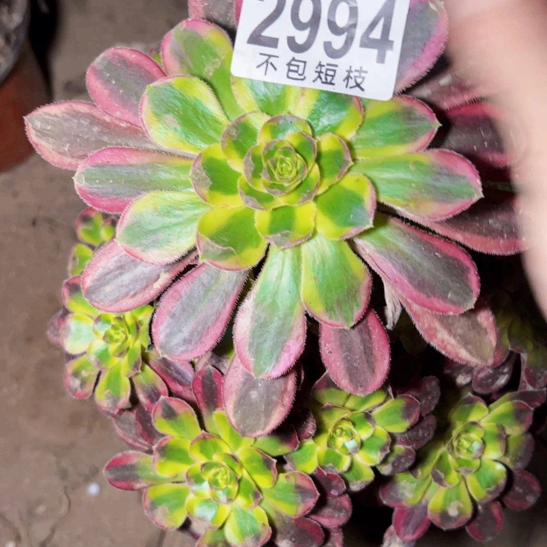 冰淇淋多肉植物2994