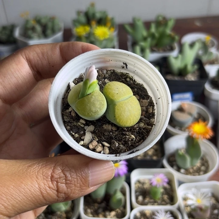 047 绿熏多肉植物